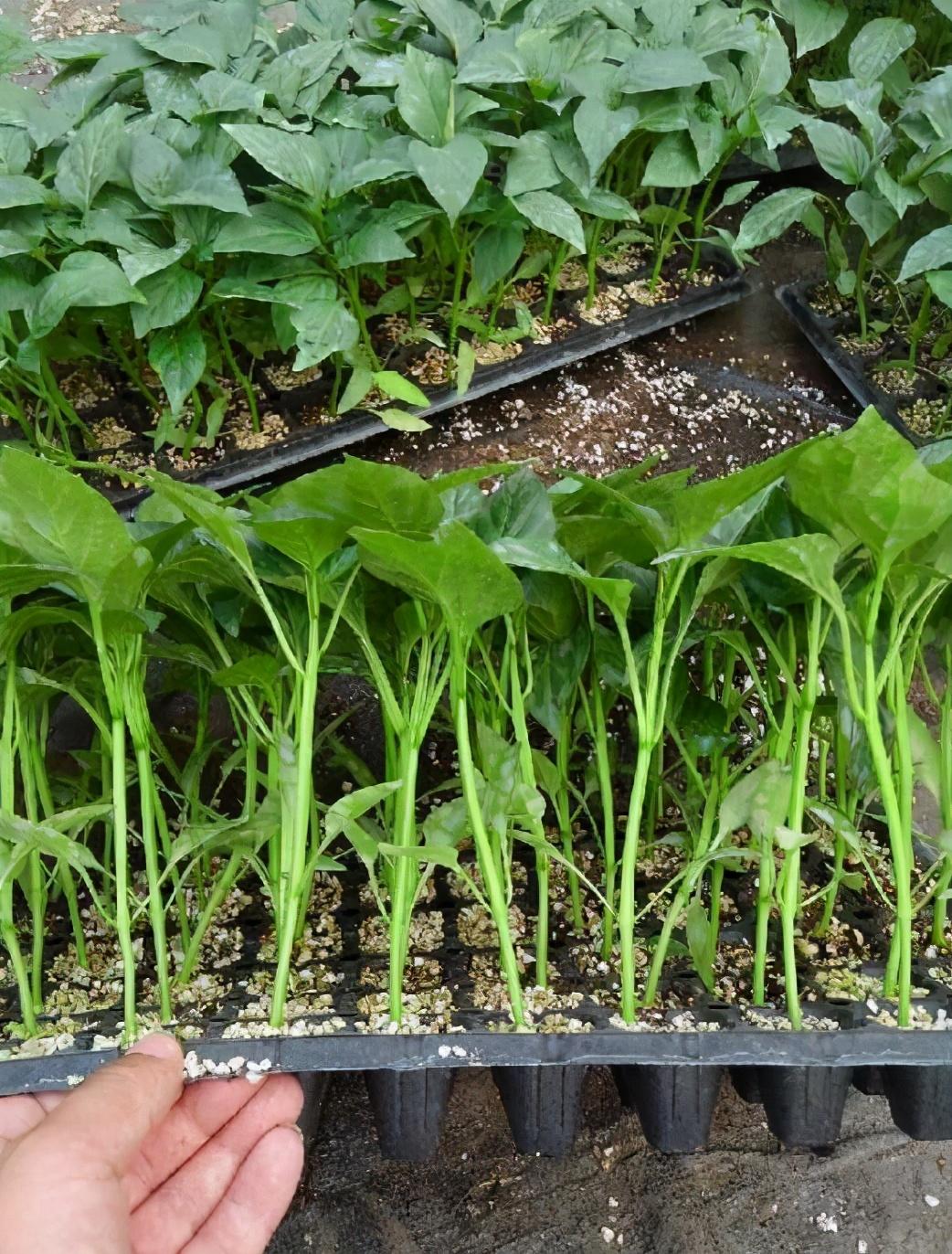 最新蔬菜品种图片大全，小巷深处的绿意盎然