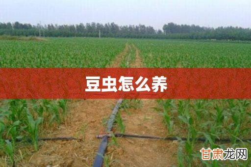 最新豆虫养殖技术，背景、进展与地位概览