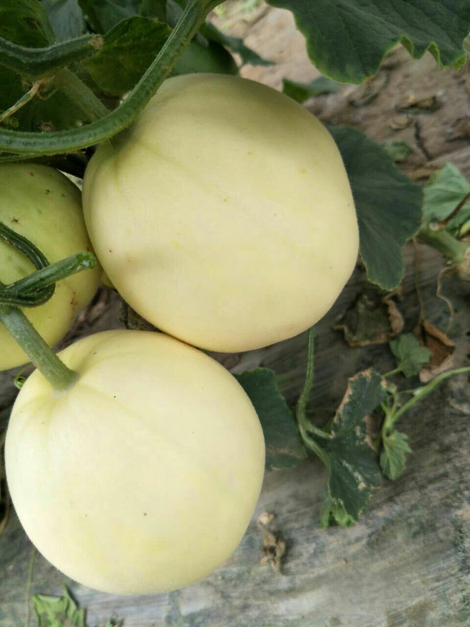 陕西大荔甜瓜最新行情揭秘，小巷中的甜蜜秘密价格更新