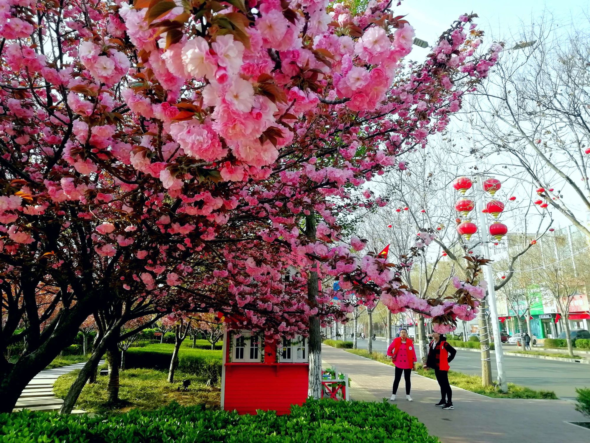 鹤壁樱花盛开，春之浪漫盛宴