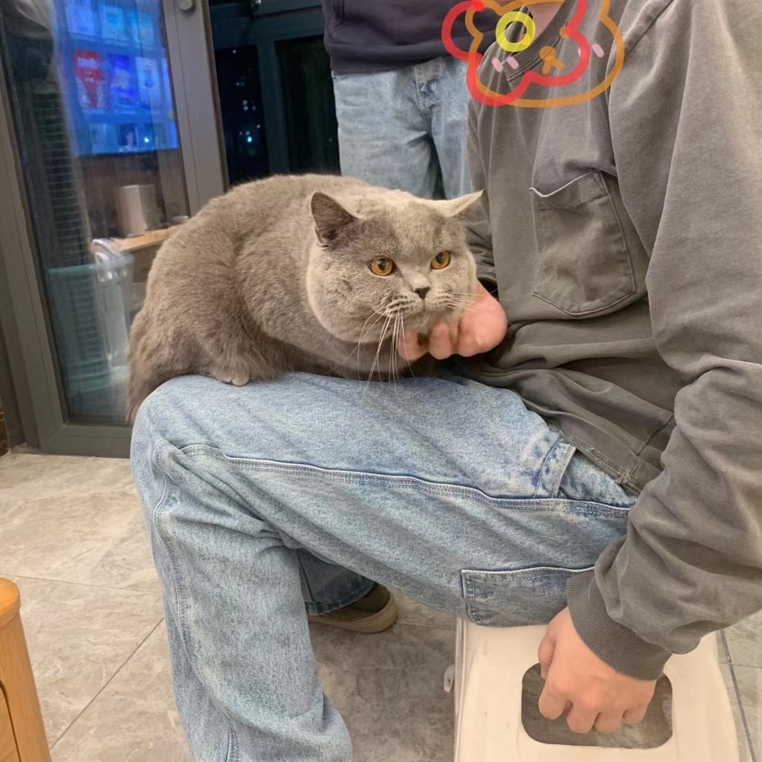 最新猪猫GV，萌宠世界的魅力展现