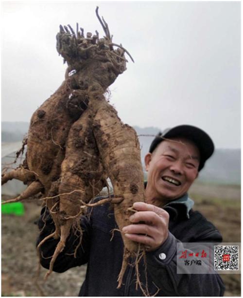 松滋上市公司，卓越成长之路的探索与启示