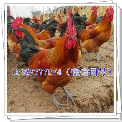 今日肉鸡价格行情详解及获取分析指南