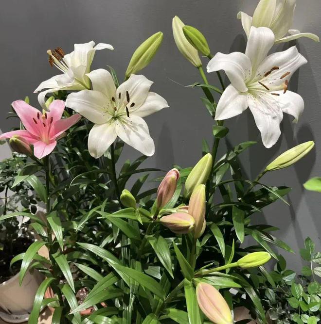 百合花市场走势洞察，行情分析与产业深度观察