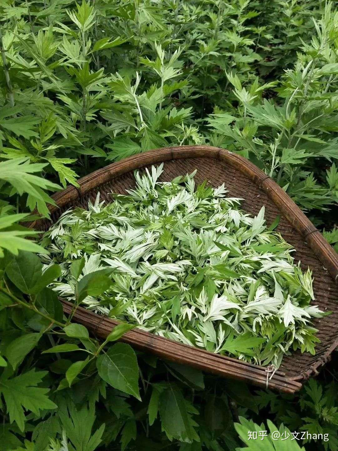 艾草网最新动态，一根艾草串起的美好日常体验